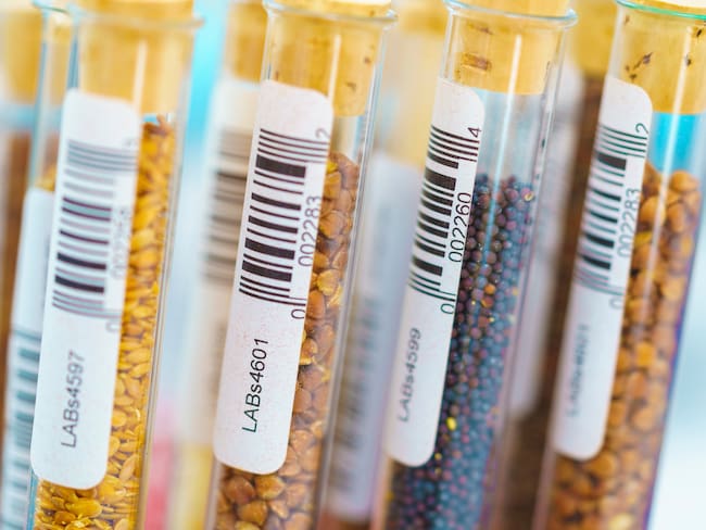 Polémica por iniciativa que busca prohibir semillas transgénicas en Colombia