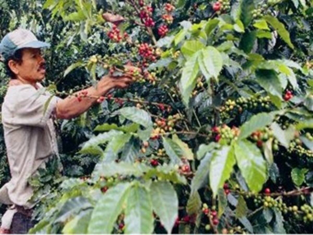 Producción de café en mayo cayó un 18 por ciento: Fedecafé
