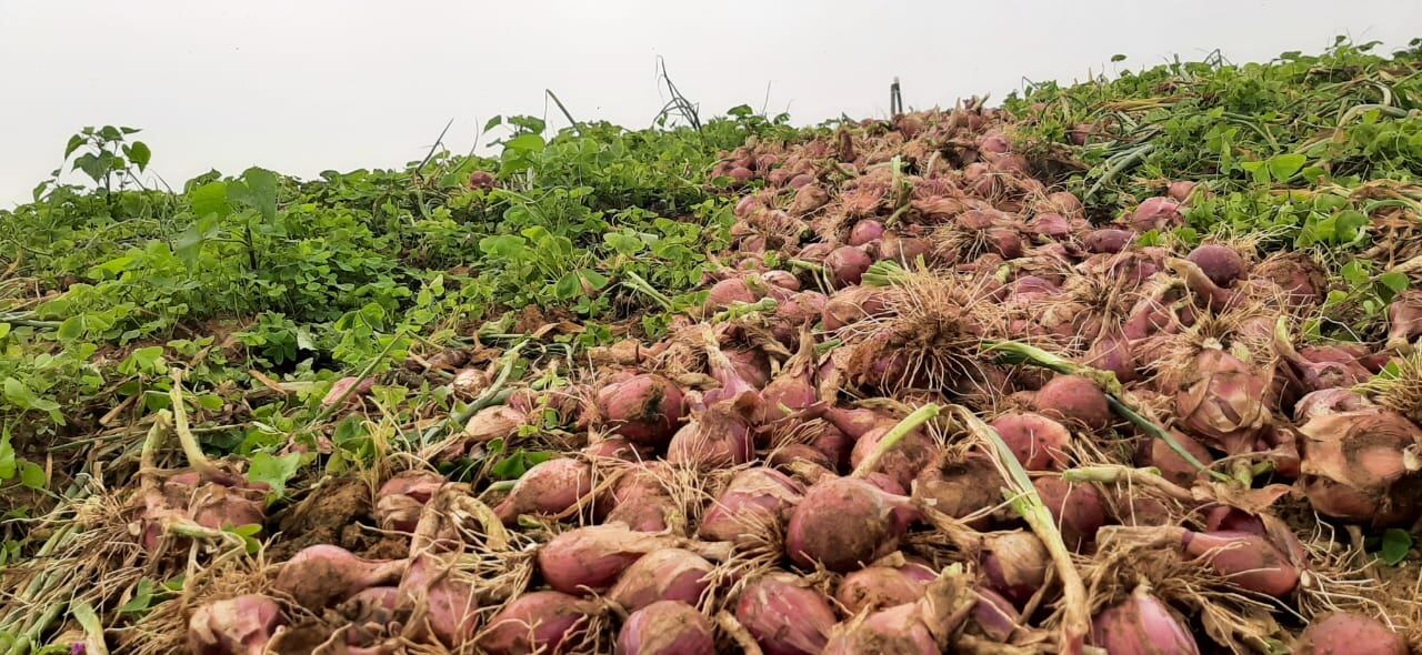 Cebolla roja ocañera / Foto: Cortesía