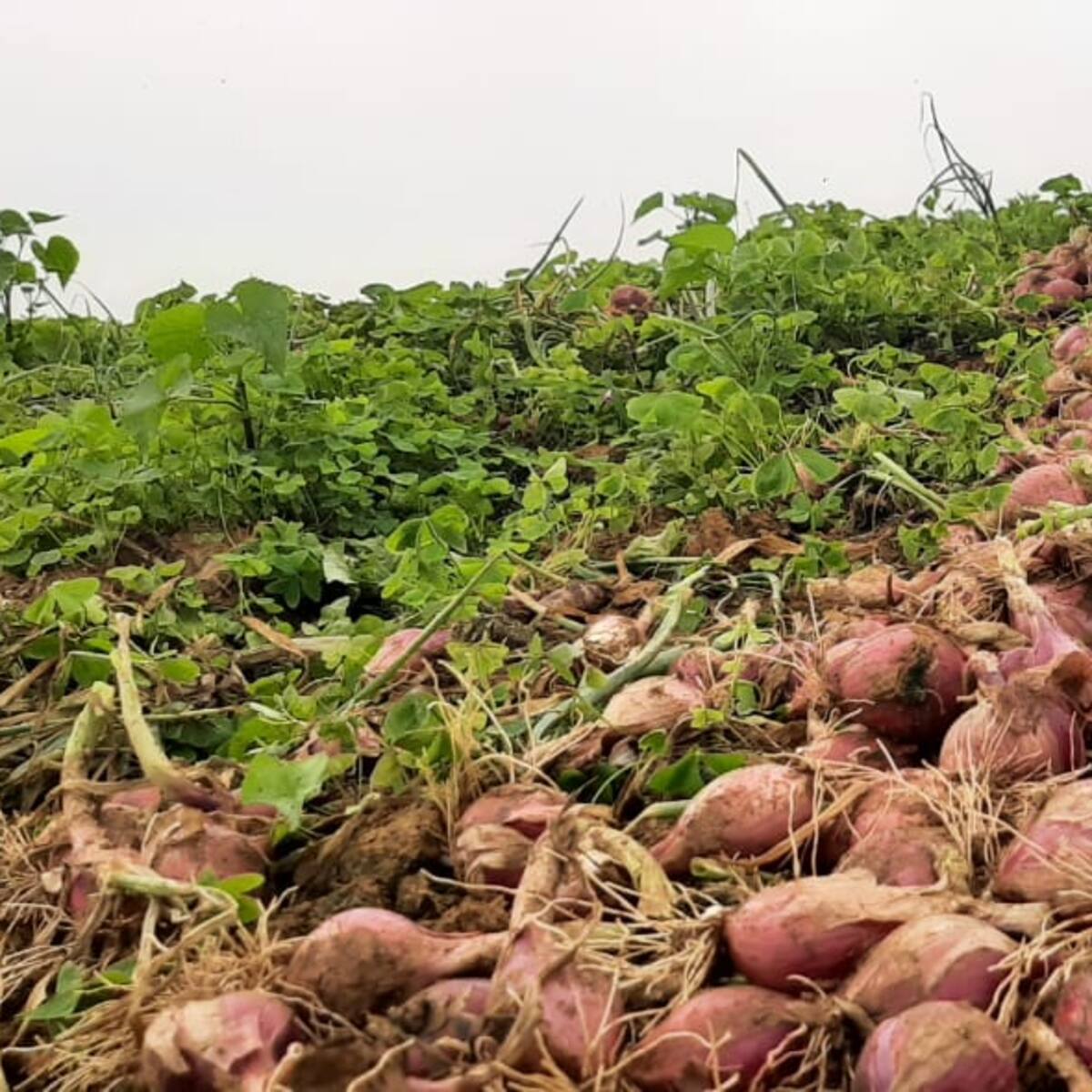 Agencia de Desarrollo Rural culpa a gobiernos pasados por crisis de cebolla roja