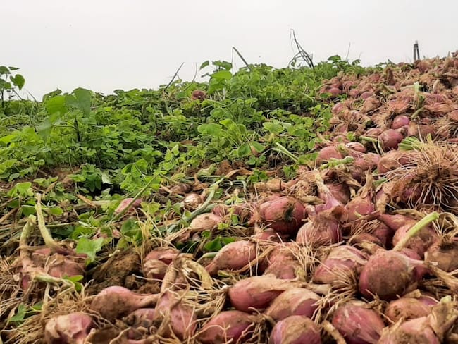 Cebolla roja ocañera / Foto: Cortesía