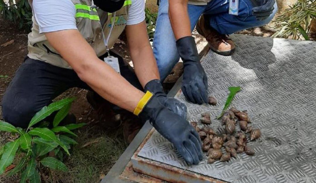 Este molusco porta parásitos en su baba que pueden ocasionar graves enfermedades como la meningitis, la bronquitis, entre otras