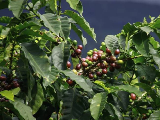 Colombia cuenta con nueva variedad de café