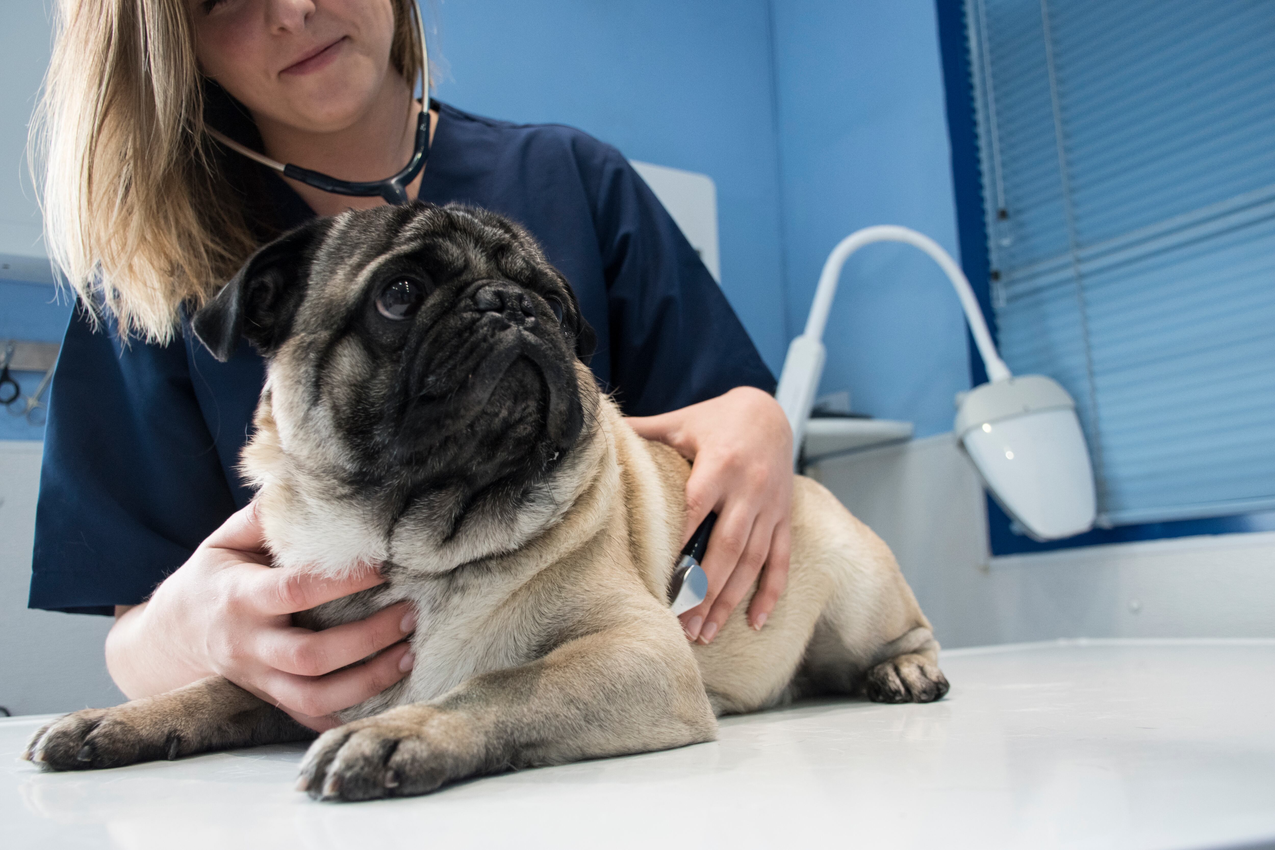 Una atención preventiva mejora la calidad de vida de su animal de compañía. Fotos Getty Images
