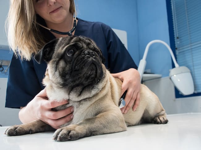 Una atención preventiva mejora la calidad de vida de su animal de compañía. Fotos Getty Images