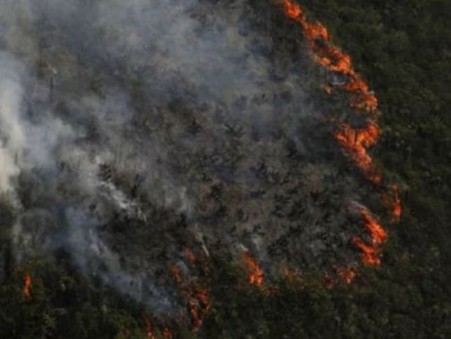 Dos paisas recogen ayudas para atender animales quemados en la Amazonia
