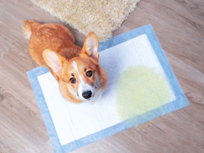 El perro Corgi, se sienta en el suelo, orina en el pañal (Getty Images)
