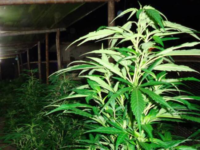 Medcann, primera empresa que recibe “luz verde” para producir cannabis medicinal