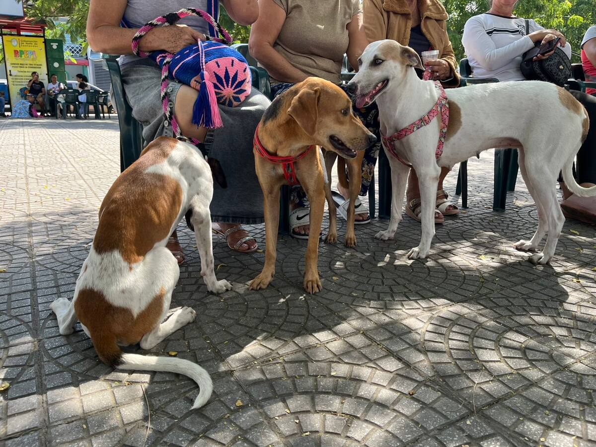 Primera jornada de esterilización de caninos y felinos en estado de vulnerabilidad en Los Patios