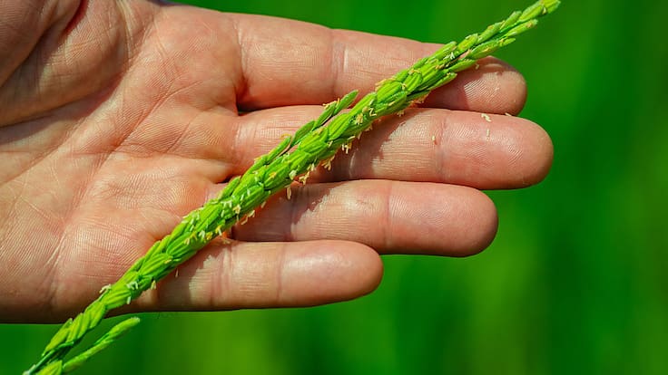 Los agricultores de arroz piden regulación de precios para sus cultivos.