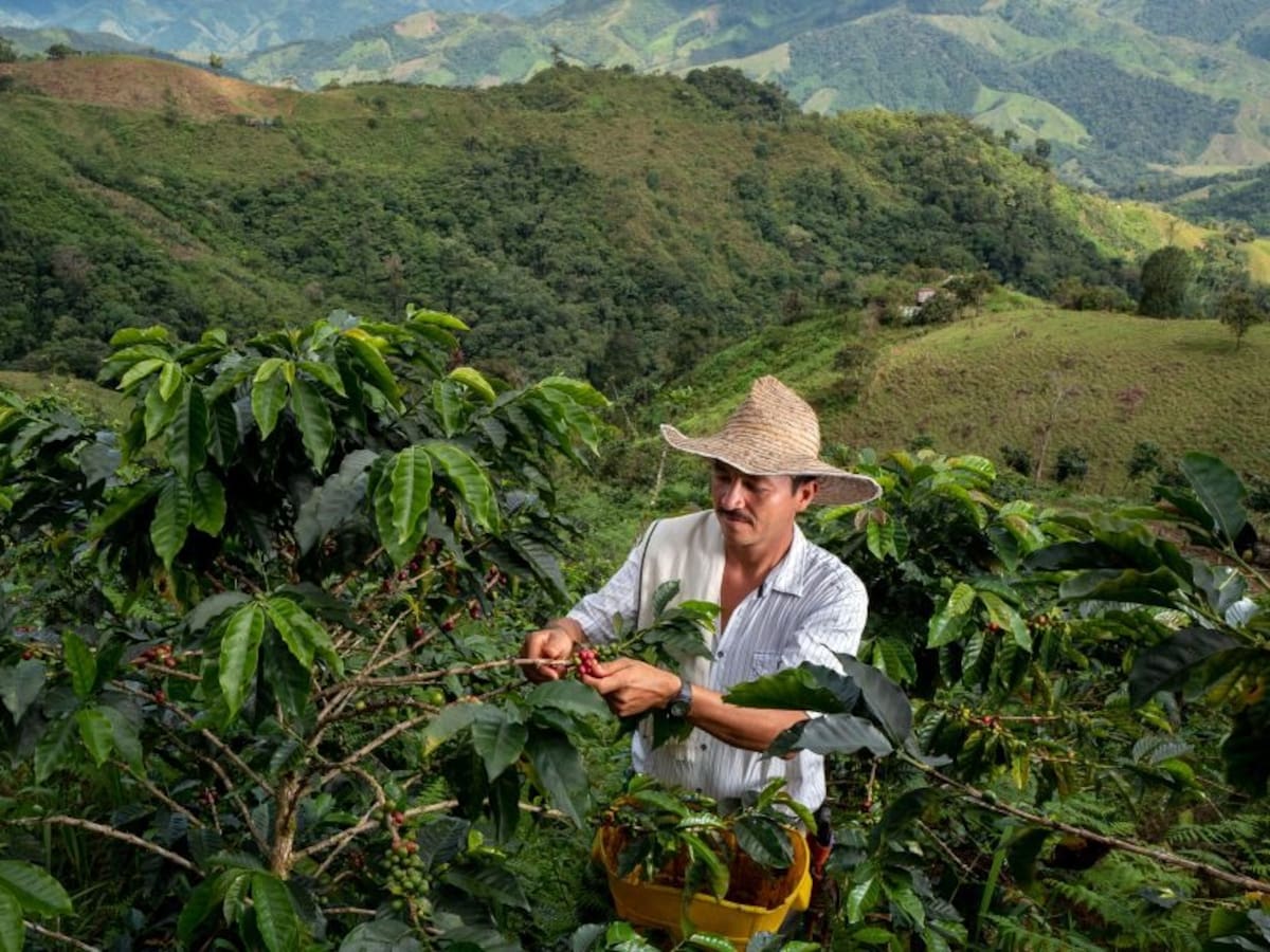 Agricultores de café del Caldas participarán en la SCA Expo Chicago 2024 Cafés Especiales