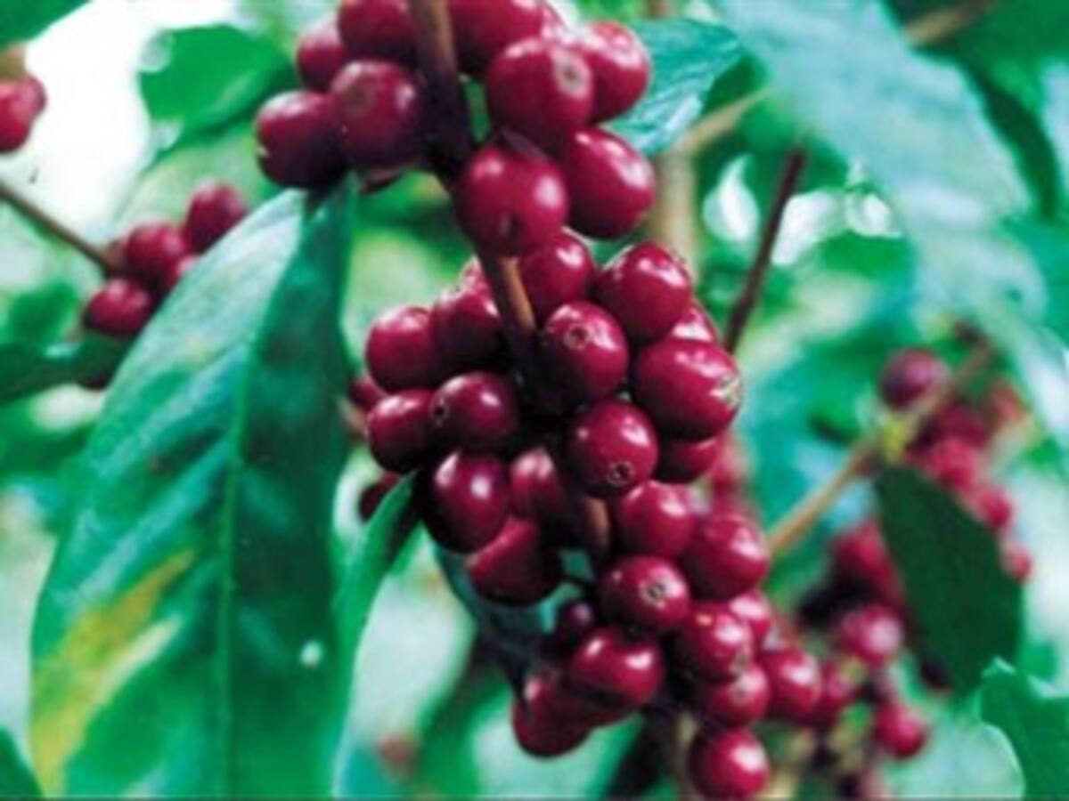 A los jóvenes ya no les gusta coger café