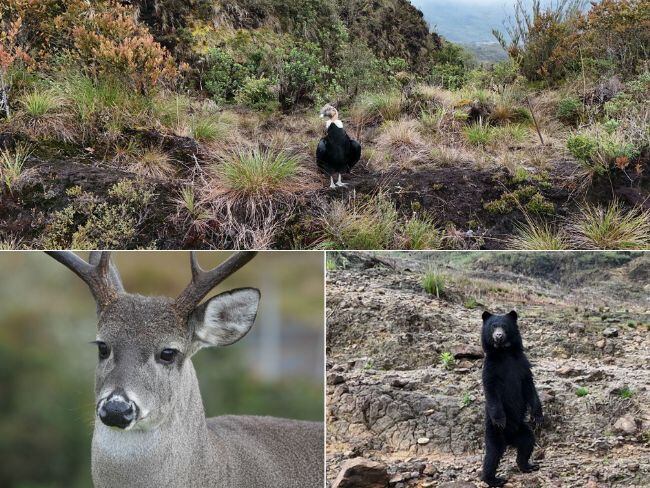 "Chingaza está vivo, Bogotá está viva”: Galán por la presencia de animales salvajes en el Páramo de Chingaza. Foto: Acueducto de Bogotá.