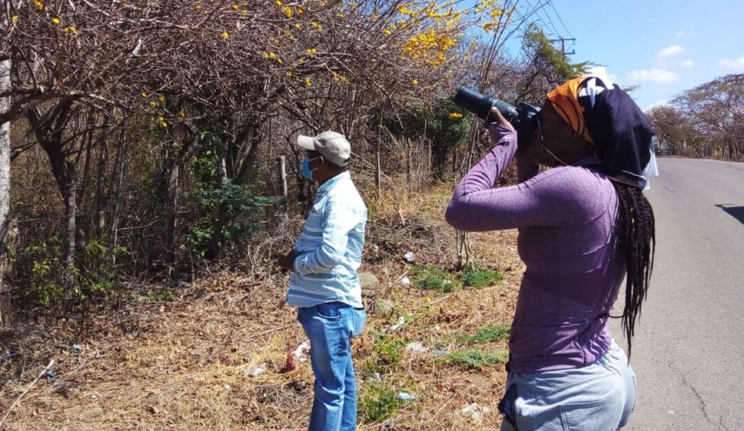 Entre las especies objeto del estudio se encuentran Carreto, Guayacán de Bola, Ébano, Cedro, Caoba Guayacán Azul, Garcero y Ceiba Tolua.