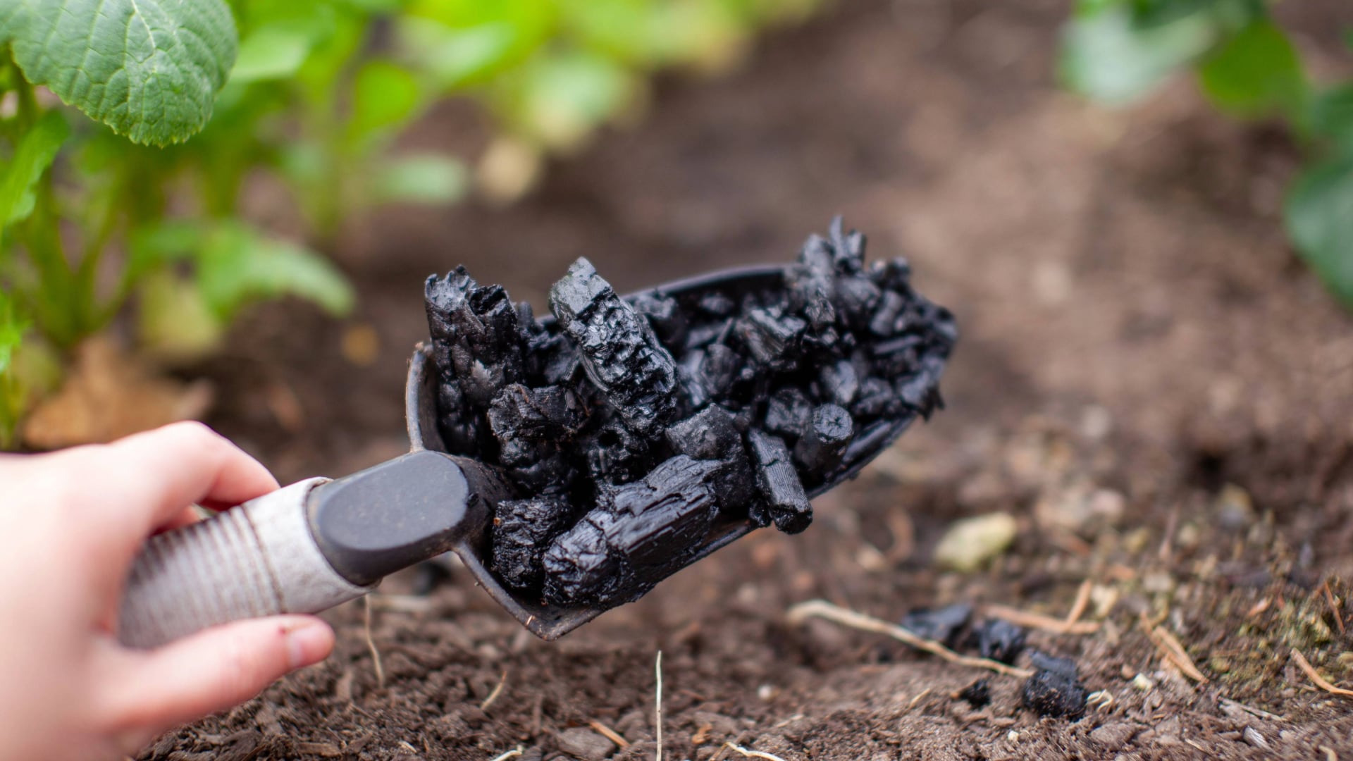 De acuerdo con el Sistema de Información Cafetera en Colombia hay 548 mil familias dedicadas a la producción de café, distribuidas en 23 departamentos y 603 municipios. | Foto: Getty Images