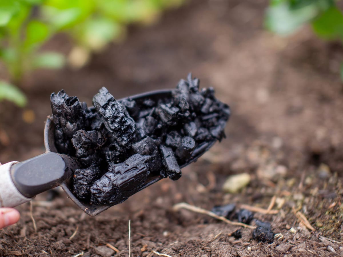 Así es el carbón vegetal que mejora la rentabilidad de los productores de café en Huila