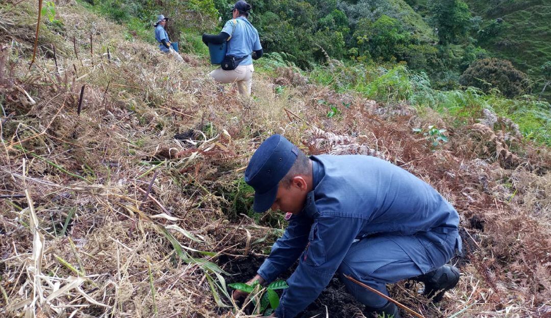 Siembra de árboles en áreas otrora afectadas por minas antipersonal.