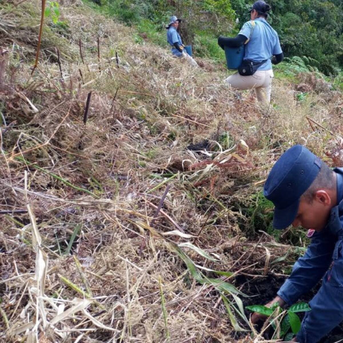 Plantan 2.000 árboles en zona afectada otrora por minas antipersonal