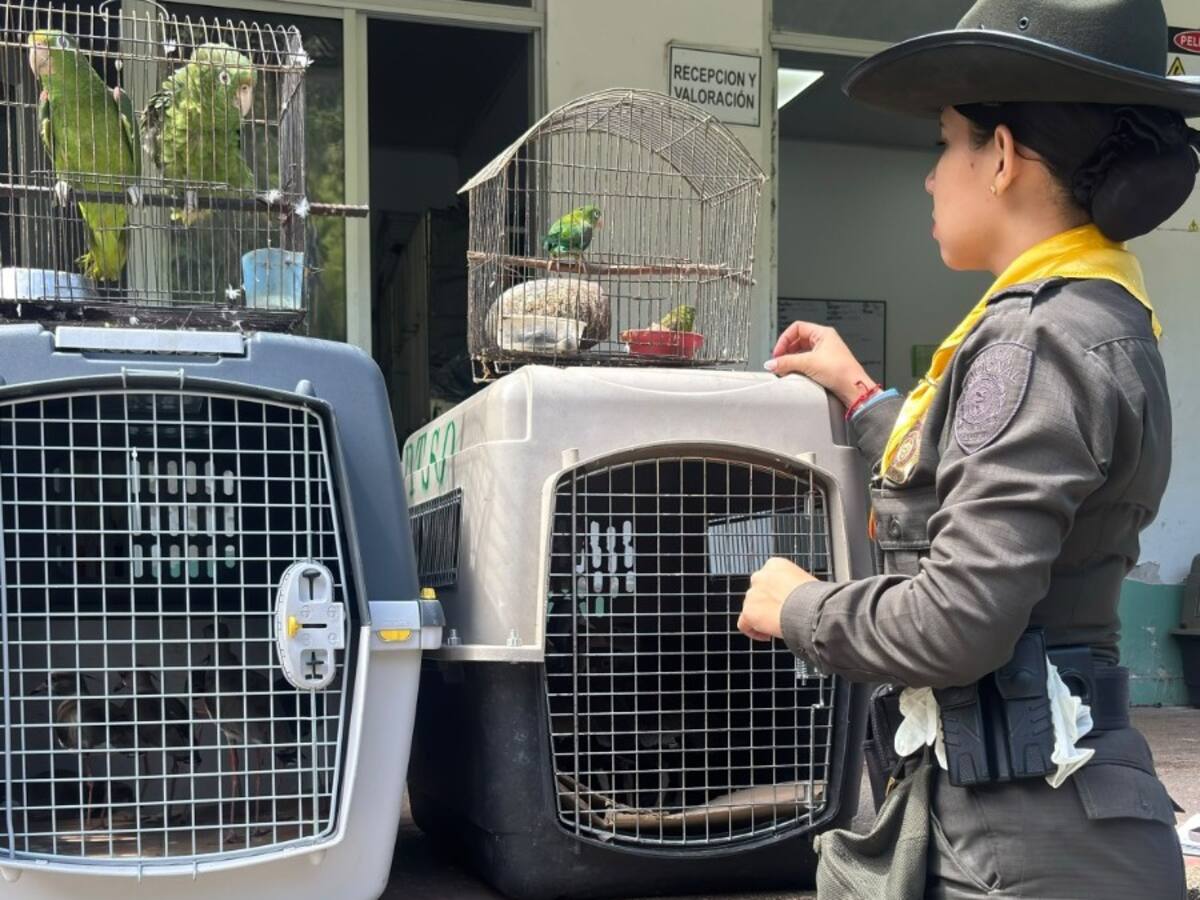 Rescatan 19 aves silvestres que tenían como mascotas en Ambalema, Tolima