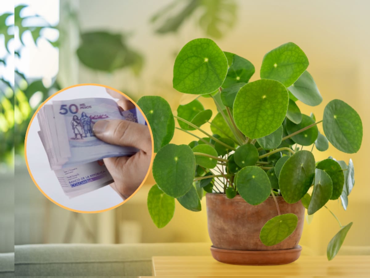 La poderosa planta china del dinero: ¿Qué significa tenerla en casa? Atrae abundancia, prosperidad y más