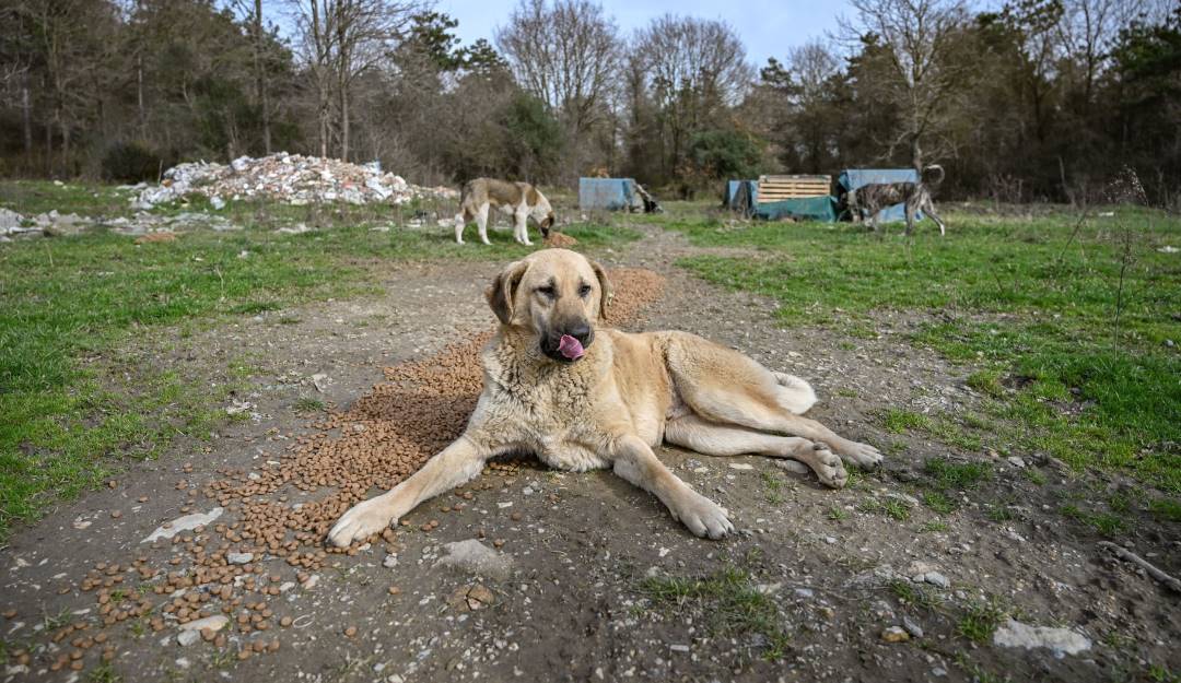 Perros luego de comer.         Foto: Getty 