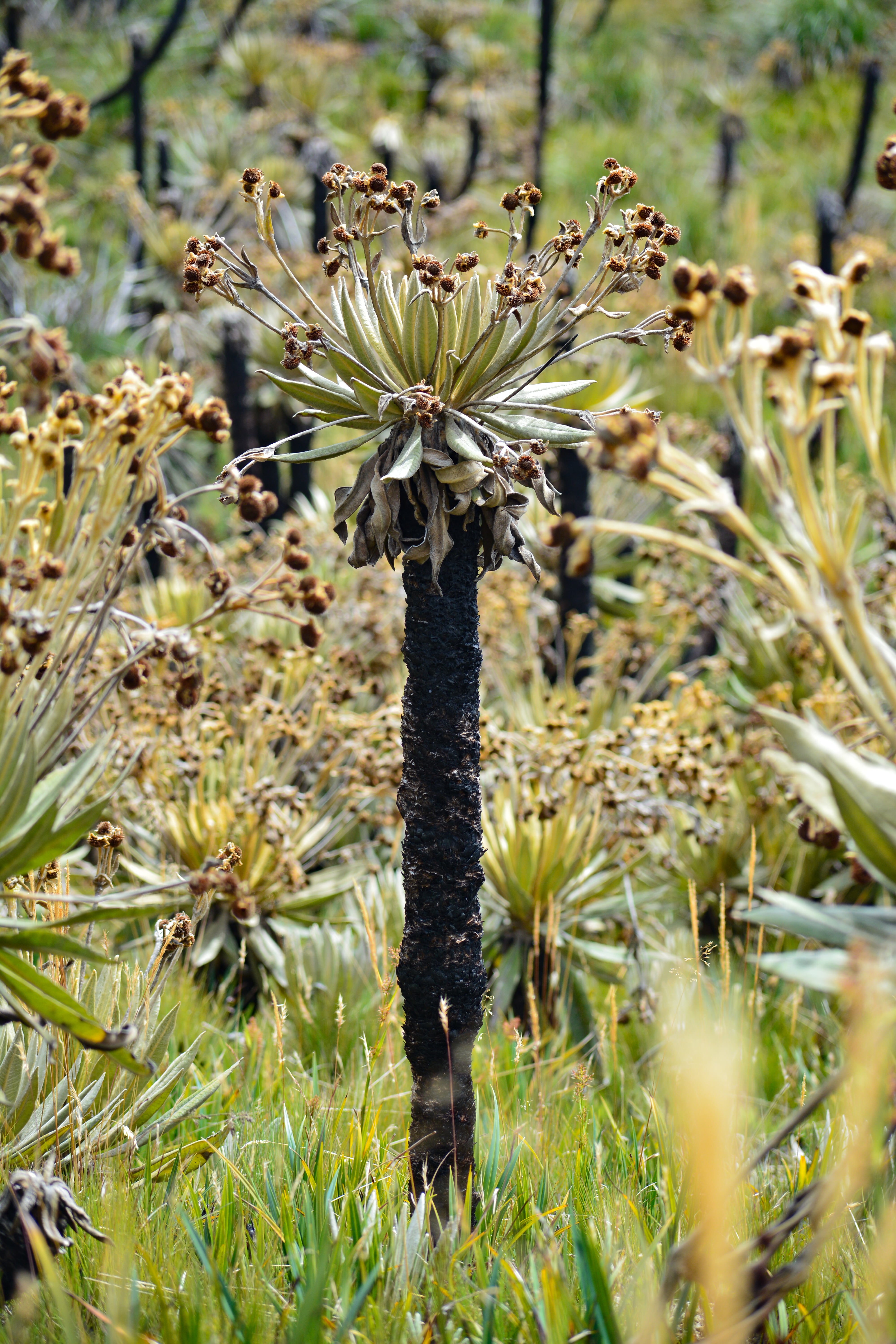 Más de mil hectáreas afectadas hoy muestran frailejones, pajonales y musgos en proceso de regeneración, según recorrido reciente / Camilo Castillo