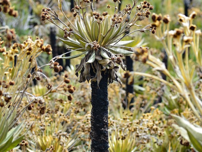 Más de mil hectáreas afectadas hoy muestran frailejones, pajonales y musgos en proceso de regeneración, según recorrido reciente / Camilo Castillo