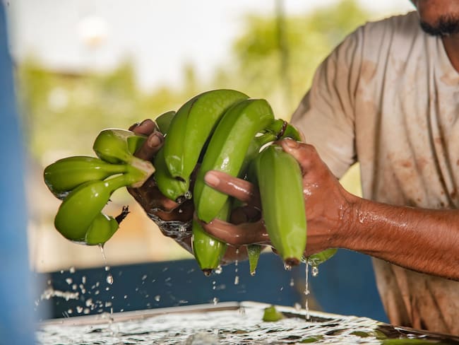 Banano del Magdalena, Cesar y La Guajira representa el 49% de lo exportado en Colombia