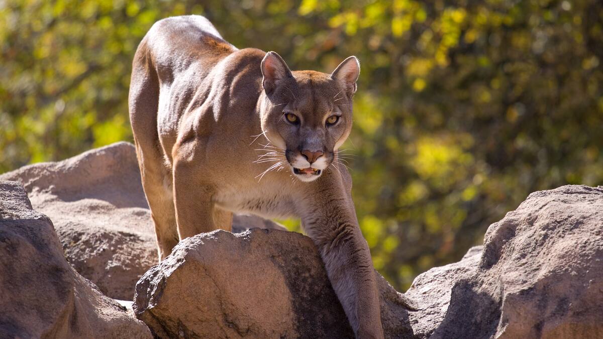 Advierten posible presencia de un puma en el municipio de Tibirita, Cundinamarca