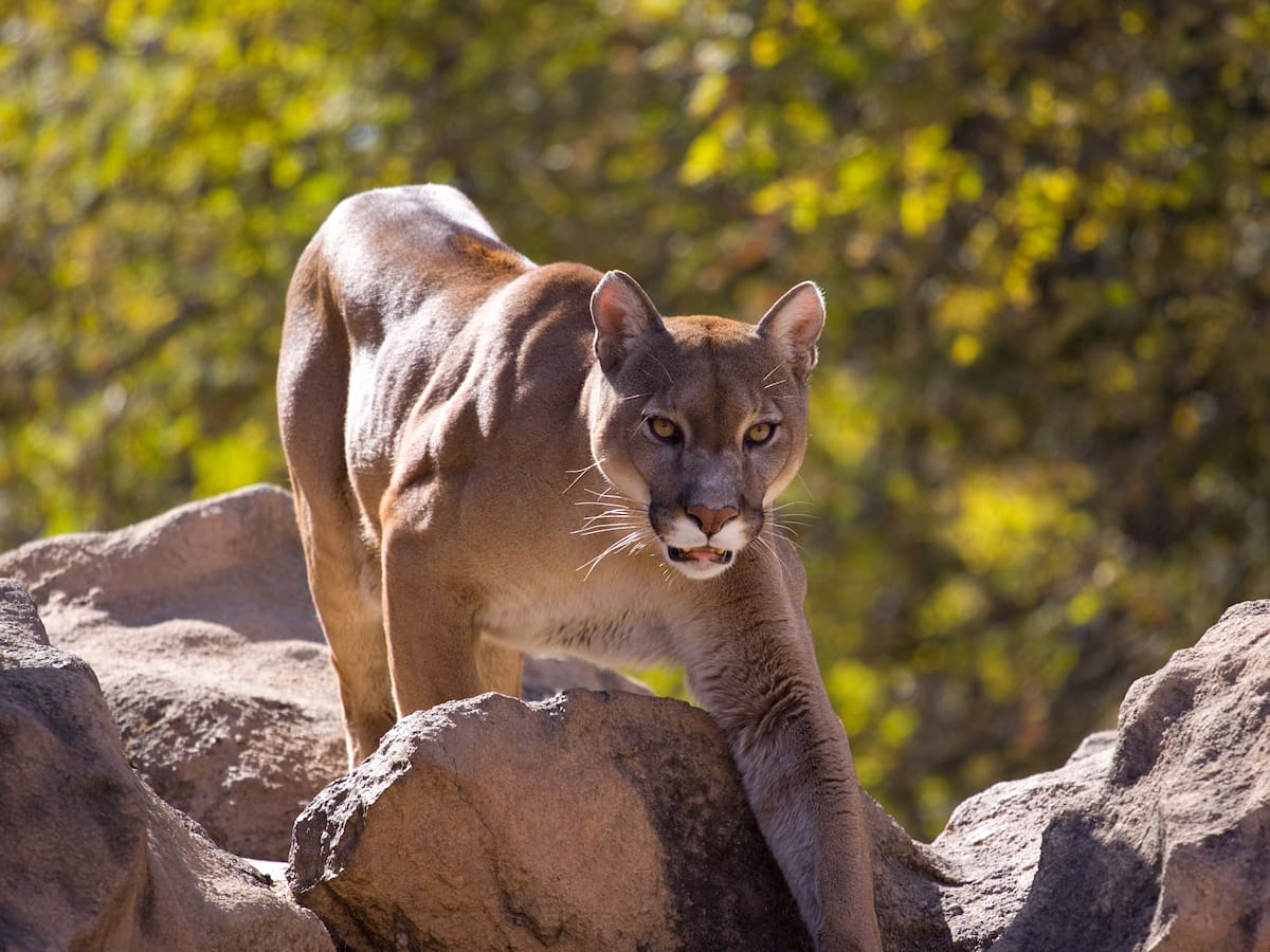 Advierten posible presencia de un puma en el municipio de Tibirita, Cundinamarca