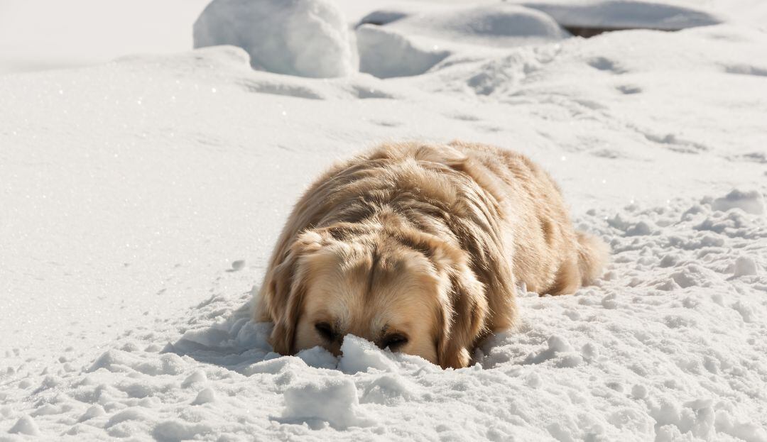 Entre la nieve fue encontrado un perro que duro desaparecido cuatro meses