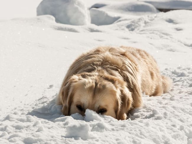Entre la nieve fue encontrado un perro que duro desaparecido cuatro meses