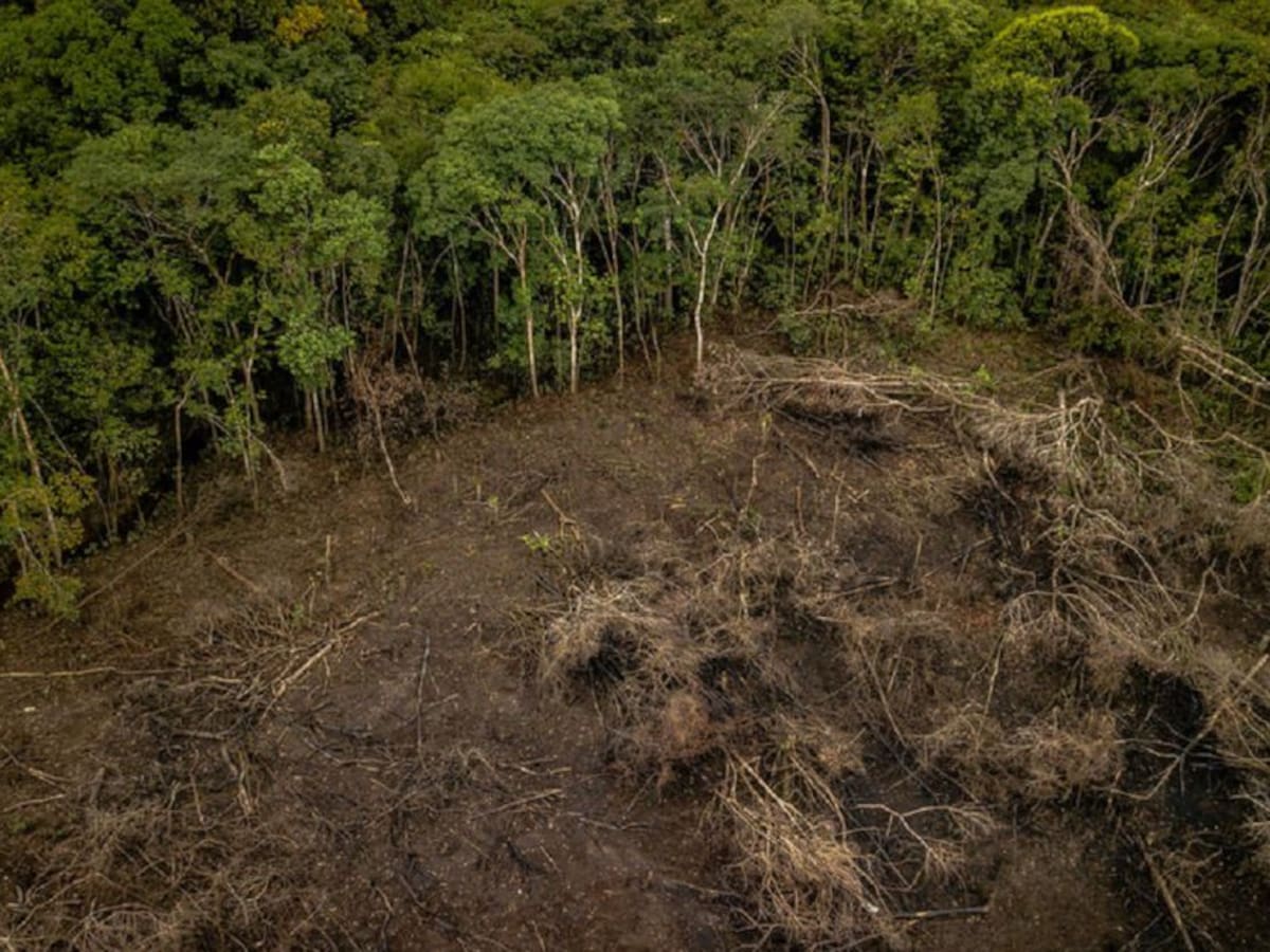 Aumenta la deforestación en Norte de Santander