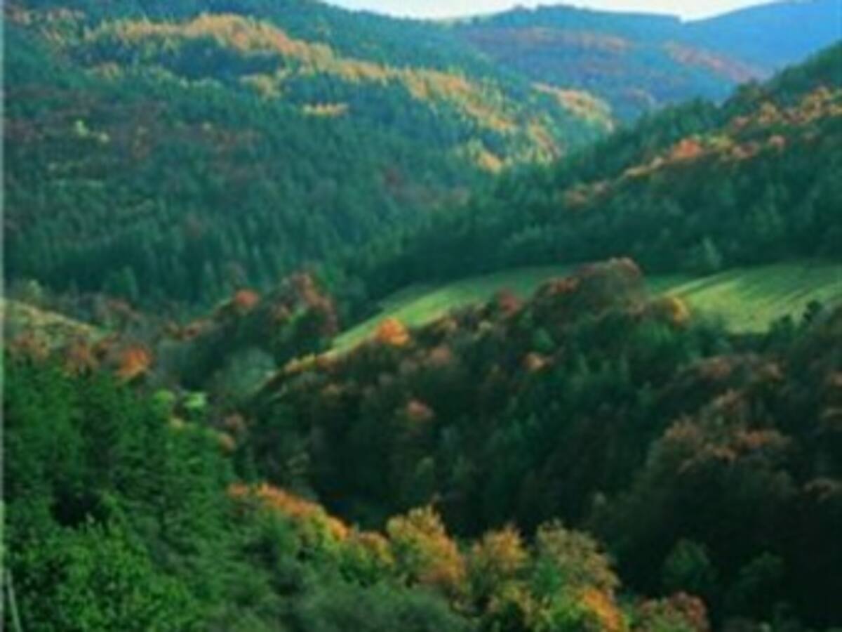 Desarrollan un nuevo método para mejorar la conservación de los bosques