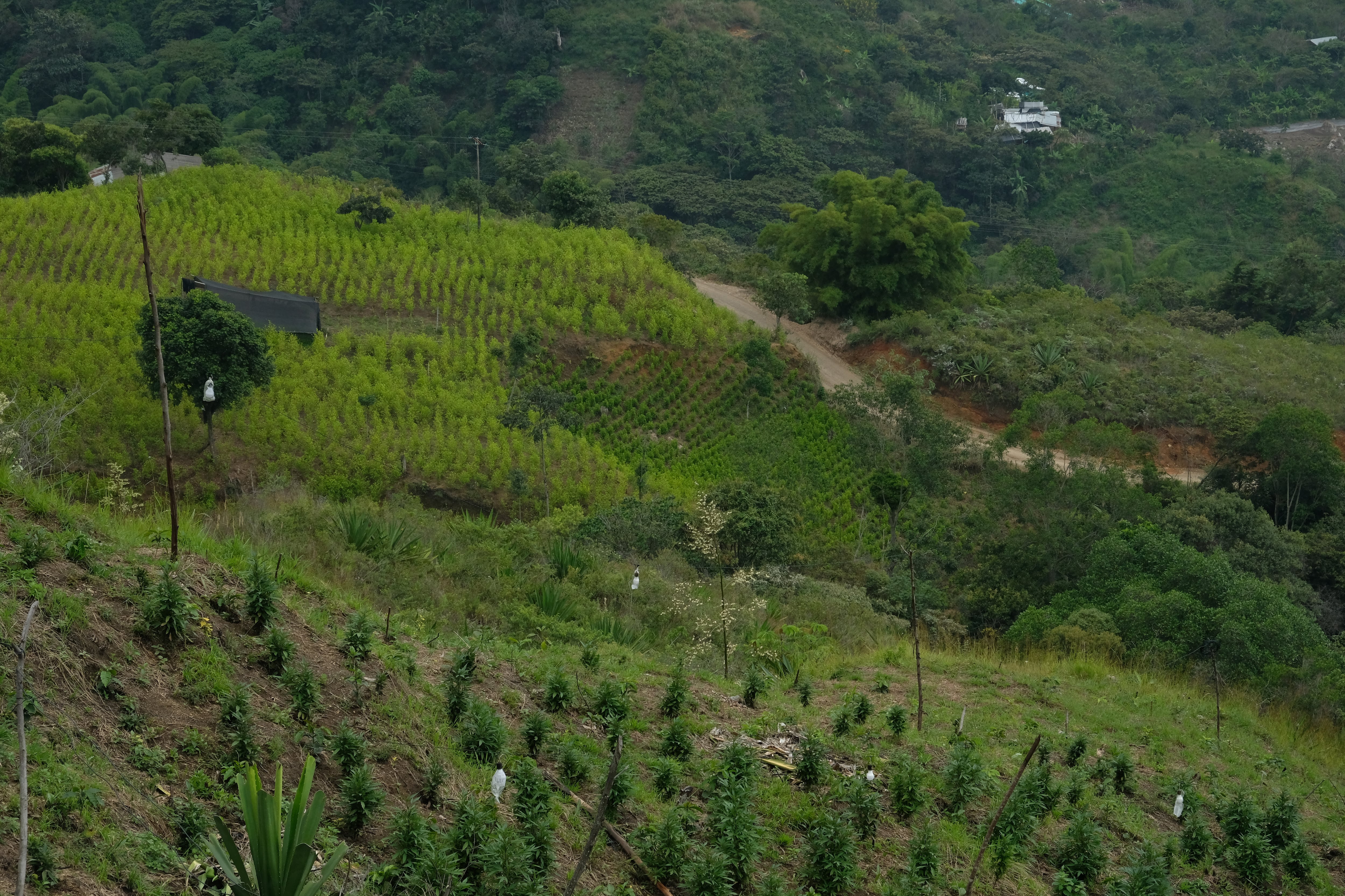 Corinto, Colombia, plantaciones de Coca y Cannabis en el 2016 | Foto: Kaveh Kazemi / Getty Images