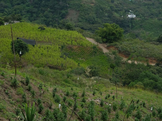 Corinto, Colombia, plantaciones de Coca y Cannabis en el 2016 | Foto: Kaveh Kazemi / Getty Images