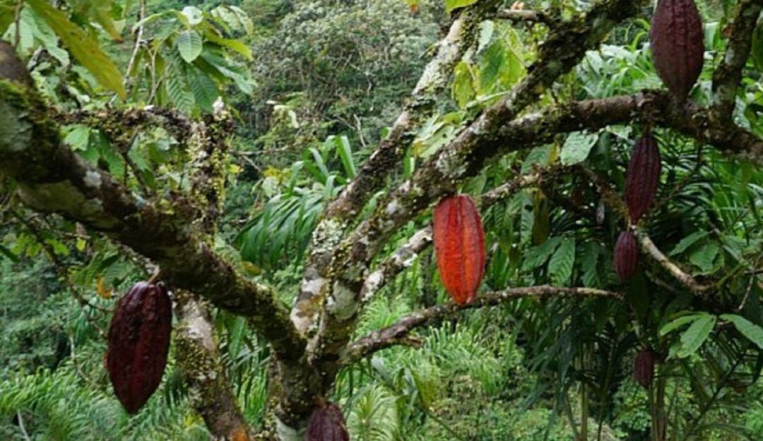 Cacao