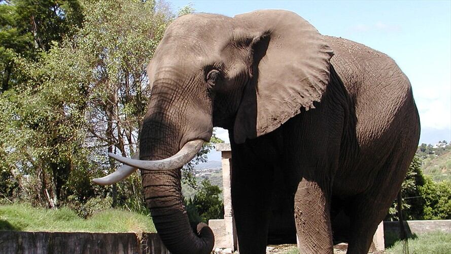 Zoológico de Barranquilla busca recursos para que elefante pueda volver al dentista | Imagen de referencia. Foto: Colprensa
