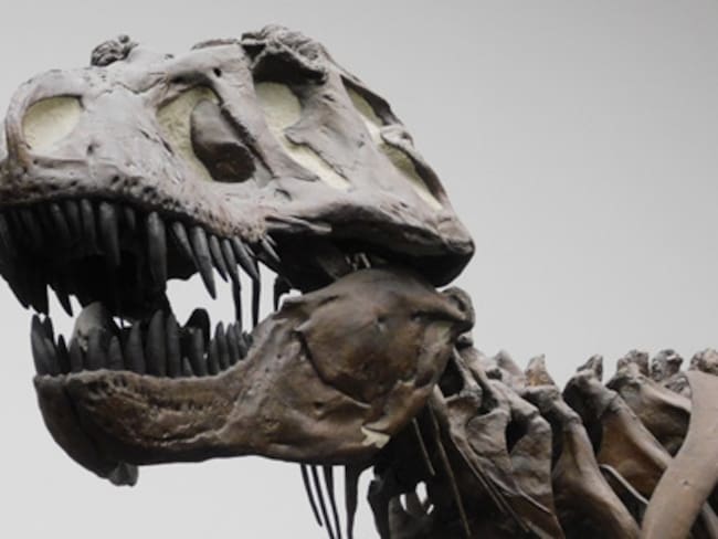 MADRID, 29/04/2024.- Fotografía de una réplica de un esqueleto de un Tyrannosaurus rex en el Museo Senckenberg de Frankfurt, Alemania. Este dinosaurio vivió al final del Cretácico (hace aproximadamente 66 millones de años) exclusivamente en América del Norte occidental. EFE/ Kai R. Caspar/Universidad de Düsseldorf SOLO USO EDITORIAL/SOLO DISPONIBLE PARA ILUSTRAR LA NOTICIA QUE ACOMPAÑA (CRÉDITO OBLIGATORIO)