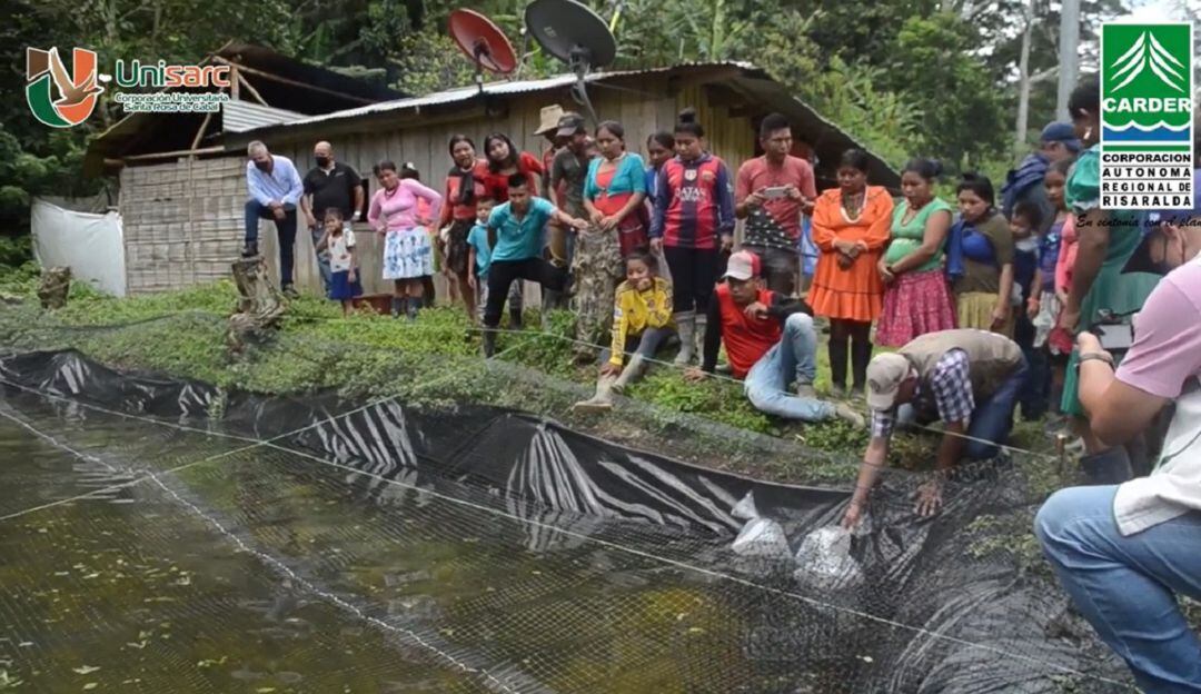 Instrucción para el desarrollo de cultivos de tilapia en comunidades indígenas de Risaralda