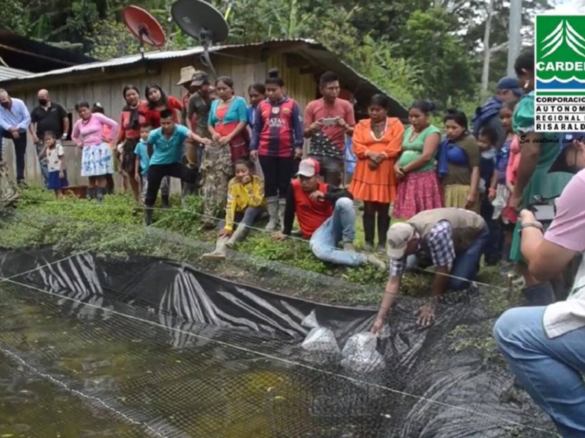 Impulsan programa de seguridad alimentaria para indígenas en Risaralda