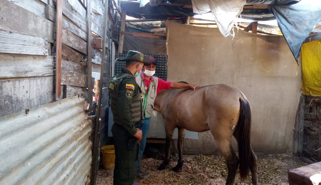 Las autoridades encontraron en buenas condiciones de salud a los equinos que fueron revisados en Chambacú y Marbella