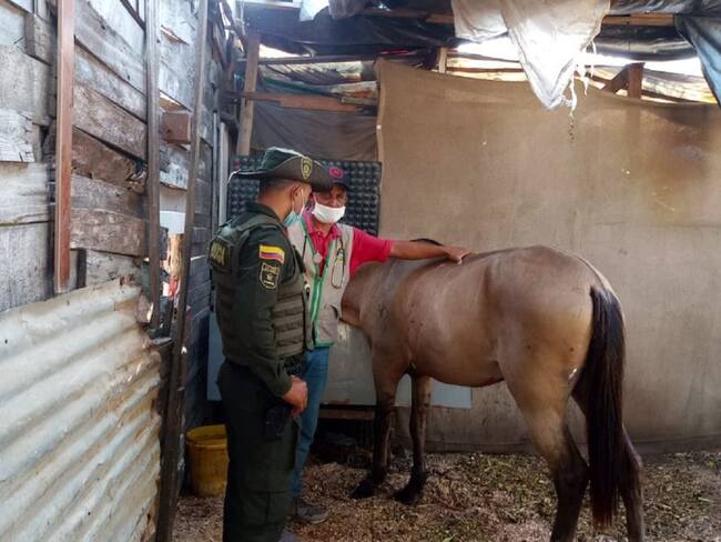 Las autoridades encontraron en buenas condiciones de salud a los equinos que fueron revisados en Chambacú y Marbella