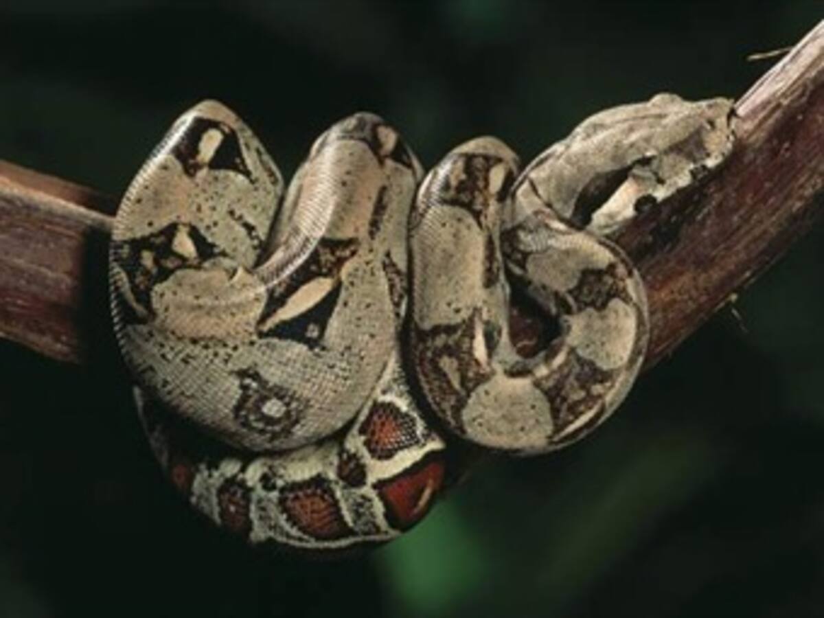 Las boas constrictor pueden tener descendencia sin necesidad del macho