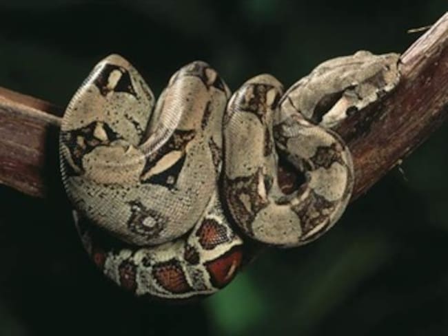 Las boas constrictor pueden tener descendencia sin necesidad del macho