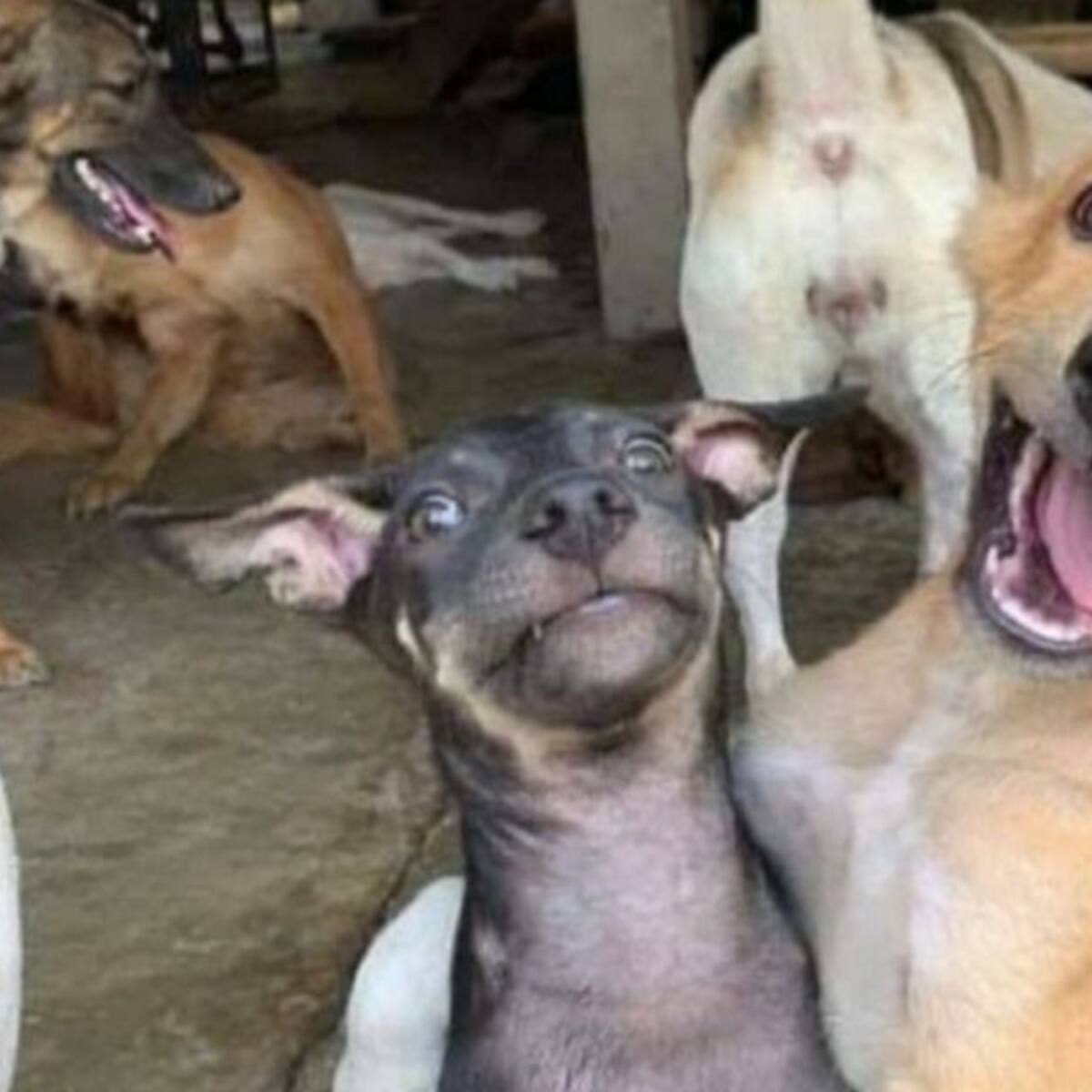 Con pandemia o sin pandemia los animales son víctimas: Diana Rodríguez
