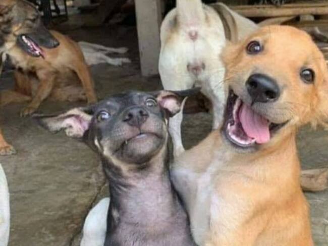 Con pandemia o sin pandemia los animales son víctimas, Diana Rodríguez