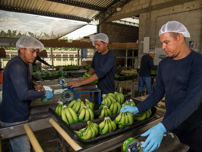 Racionamientos eléctricos en Magdalena afectará la producción bananera y agrícola: Asbama