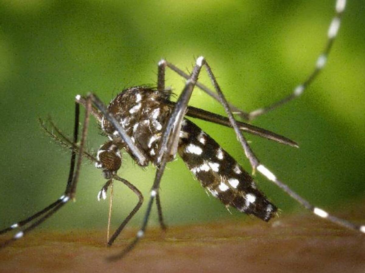 INS confirma muerte por dengue en el Huila