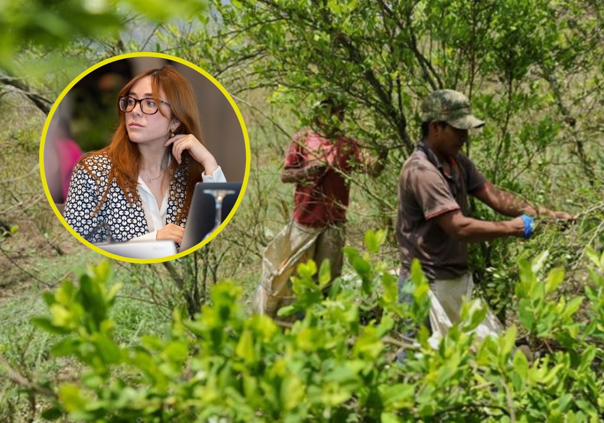 Cultivos ilícitos y Gloria Miranda. Foto: Colprensa.